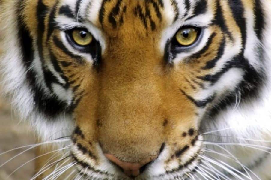 fauna silvestre en peligro de extincion tigre
