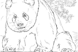 imagenes de pandas para colorear con detalles en pelaje