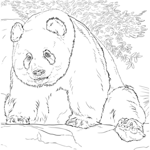 imagenes de pandas para colorear con detalles en pelaje