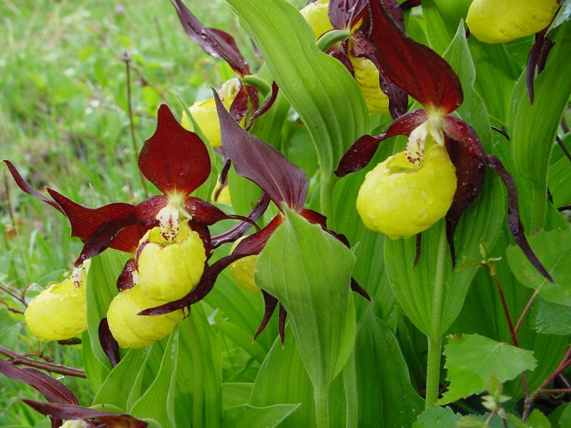 vegetales en peligro de extinción orquidea zueco