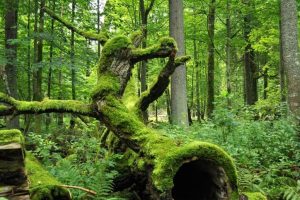 bosques famosos del mundo Balowieza