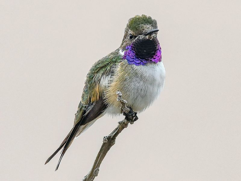 aves en peligro de extinción colibri de arica