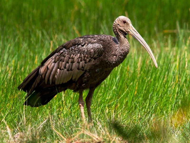 aves en peligro de extinción ibis gigante