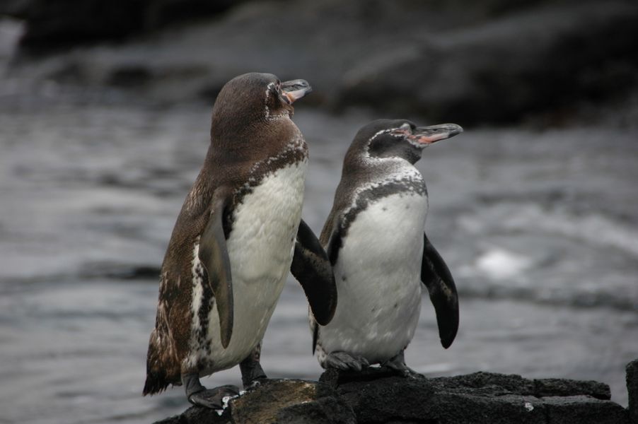 aves en peligro de extinción pinguino de galapagos
