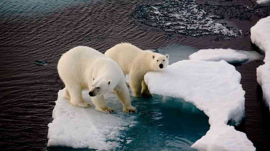 fotos del calentamiento global situacion animal
