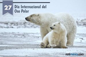 oso polar en peligro de extincion festejo en febrero