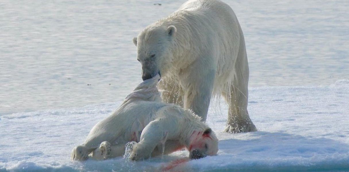 oso polar en peligro de extincion foto