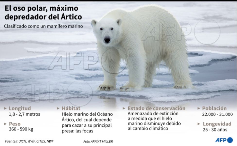 oso polar en peligro de extincion infografía