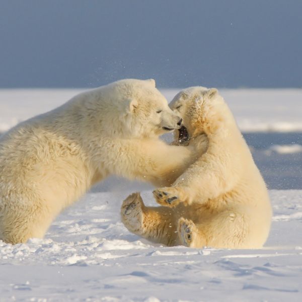 oso polar en peligro de extincion jugando