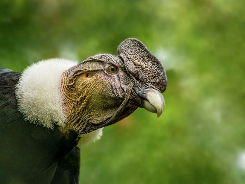 animales raros en américa condor andino