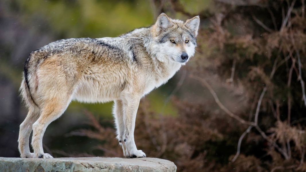 animales raros en américa lobo gris mexicano