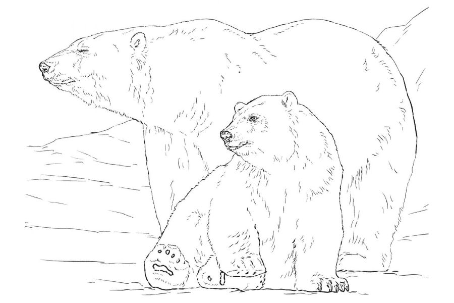 imagenes de animales para dibujar oso polar con detalles