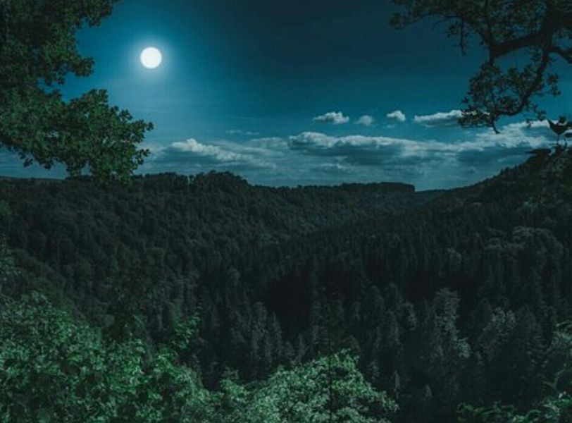 imagenes de bosques de noche animales desde las alturas