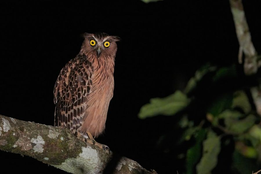 imagenes de bosques de noche animales nocturnos