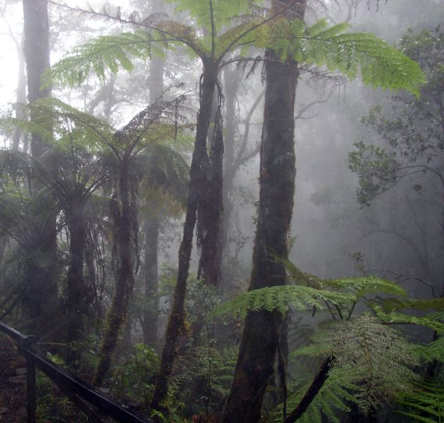 imágenes de bosques tropicales humedos