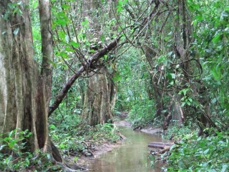 imágenes de bosques tropicales monzonicos