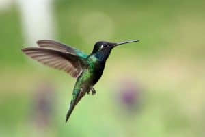 como tomar fotos de aves colibri