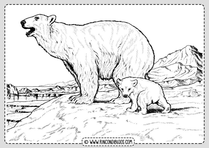 imagenes de osos polares para colorear muchos detalles