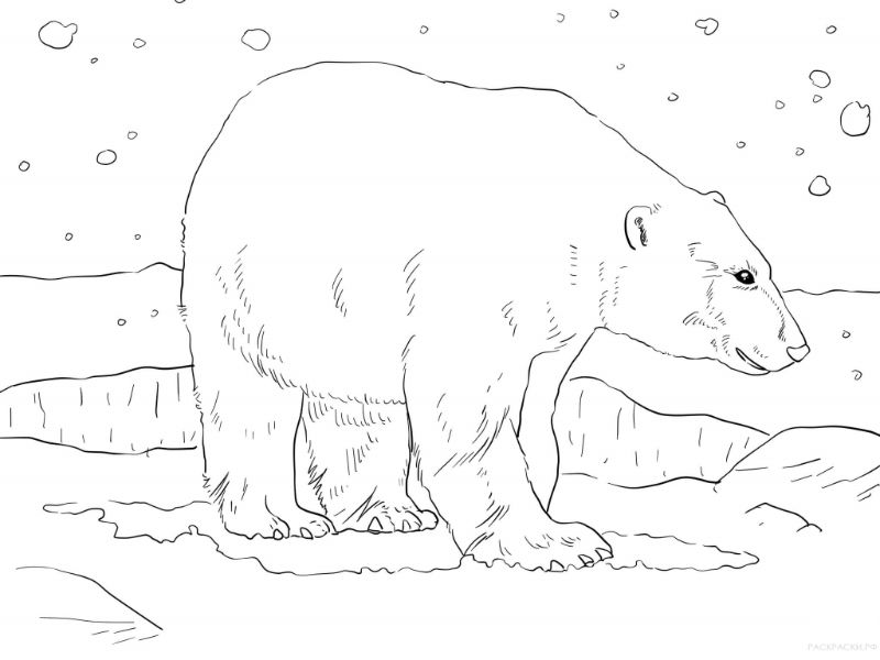 imagenes de osos polares para colorear solitarios