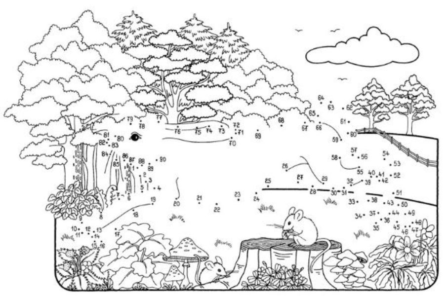 dibujos de bosques para niños juegos ludicos