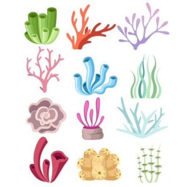 imagenes de corales para dibujar diferentes especies