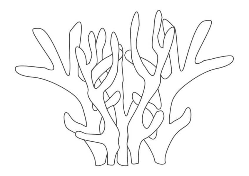 Curiosas imagenes de corales para dibujar niños 3 años