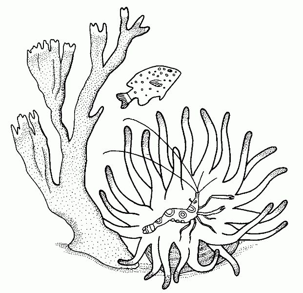imagenes de corales para dibujar y colorear con especies