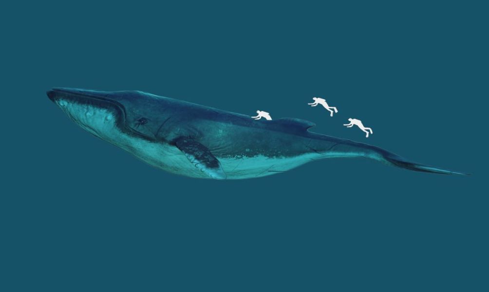 imagenes de los mamiferos más grandes ballenas