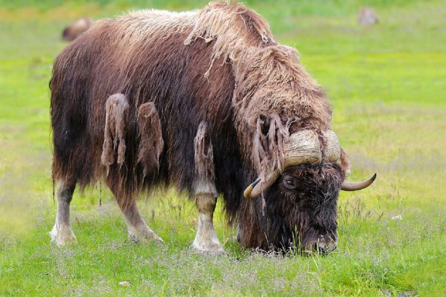 imagenes de los mamiferos más grandes bisonte