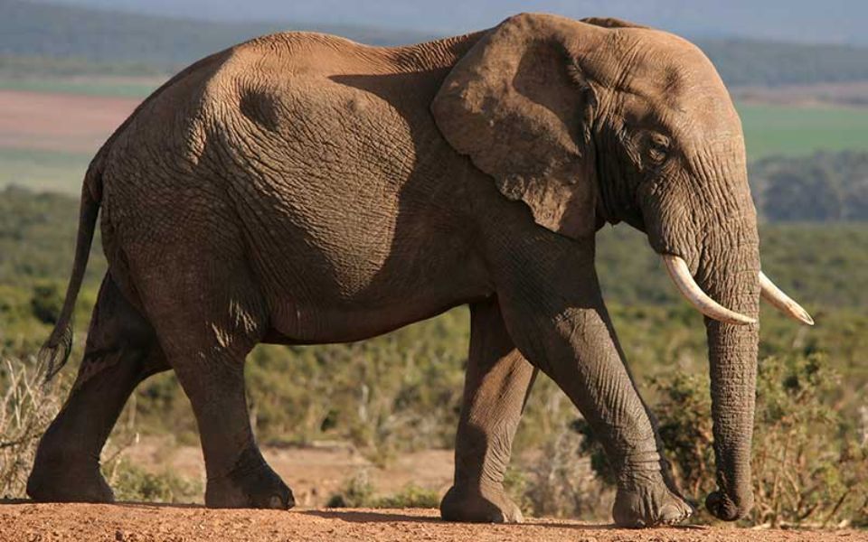 imagenes de los mamiferos más grandes elefante