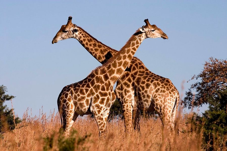 imagenes de los mamiferos más grandes jirafas