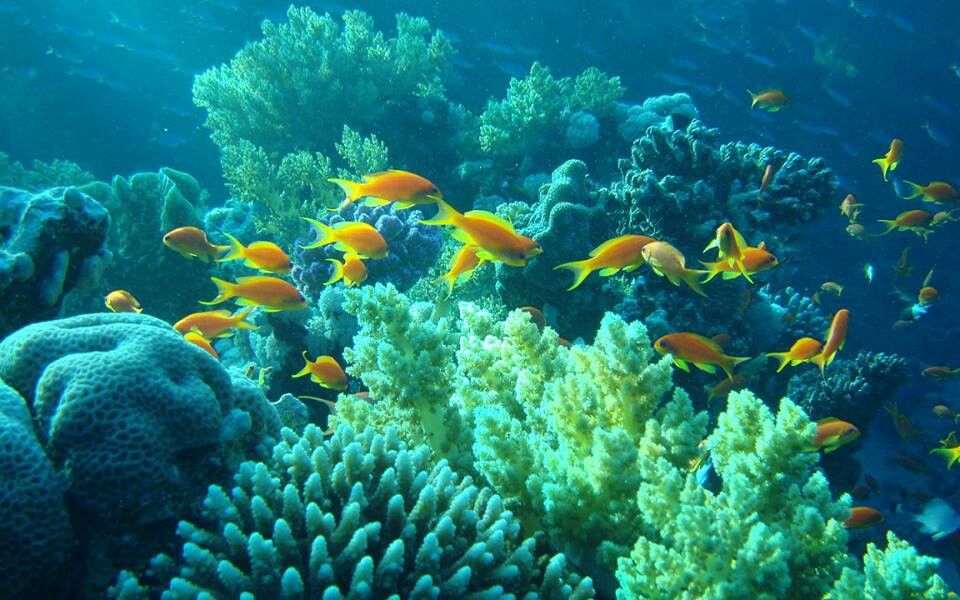 imagenes del fondo del mar arrecifes de coral