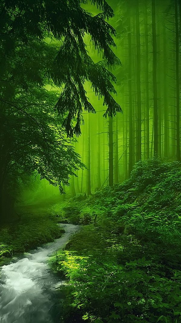 imagenes del medio ambiente bonitas bosque