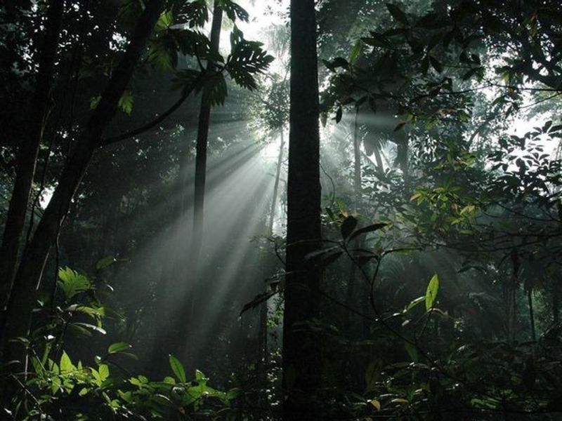 imagenes del medio ambiente bonitas selva