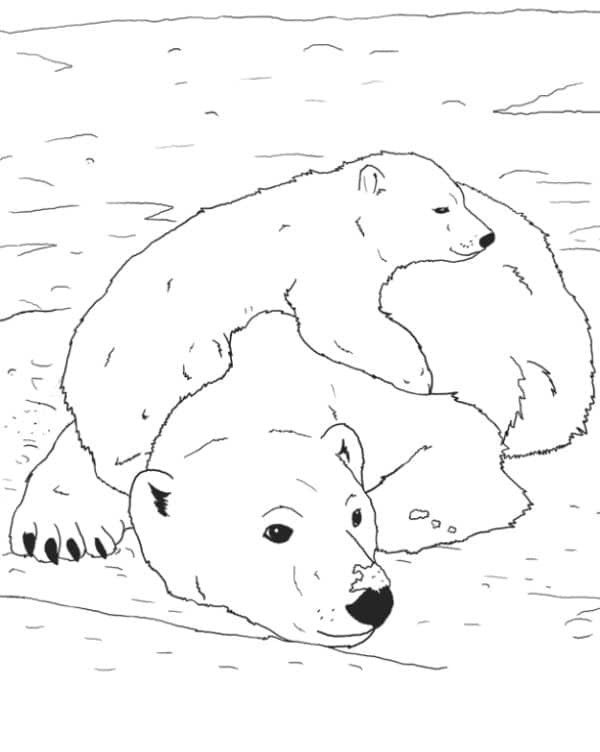 animales del polo norte para niños oso polar