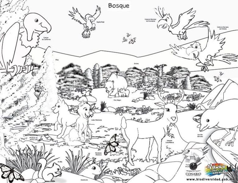 bosque para dibujar con animales con grado de complejidad