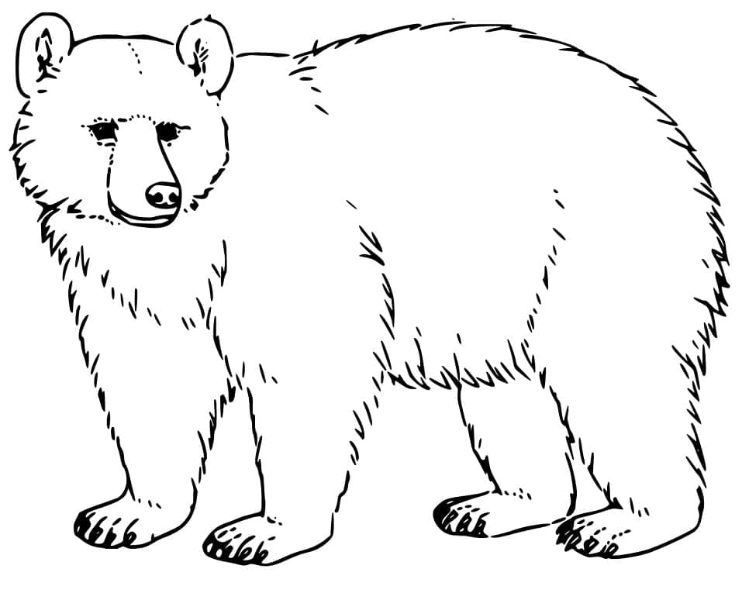 dibujos de animales del bosque ozzo grizzly