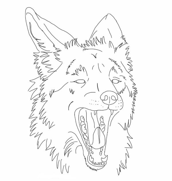imagen de la tundra para dibujar lobo