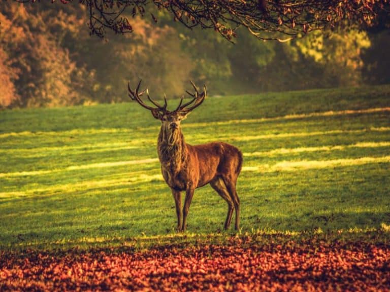 6 animales del bosque templado importantes