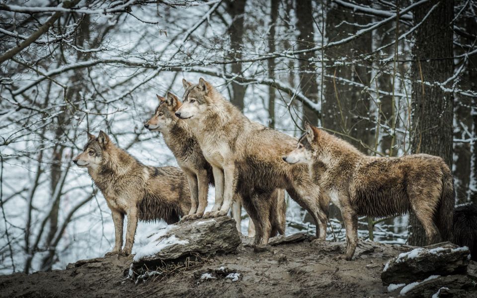 animales del bosque templado lobo