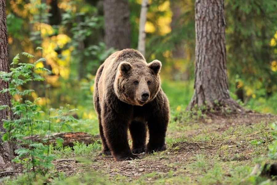 animales del bosque templado oso