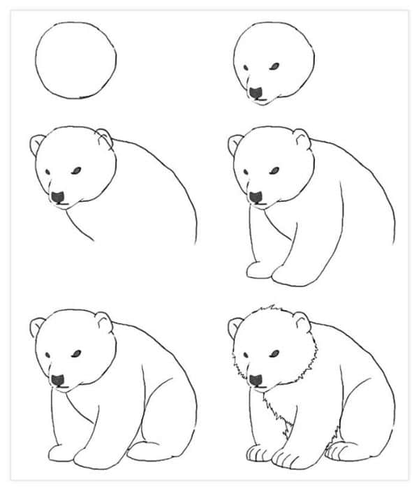 como dibujas un oso realista esquema