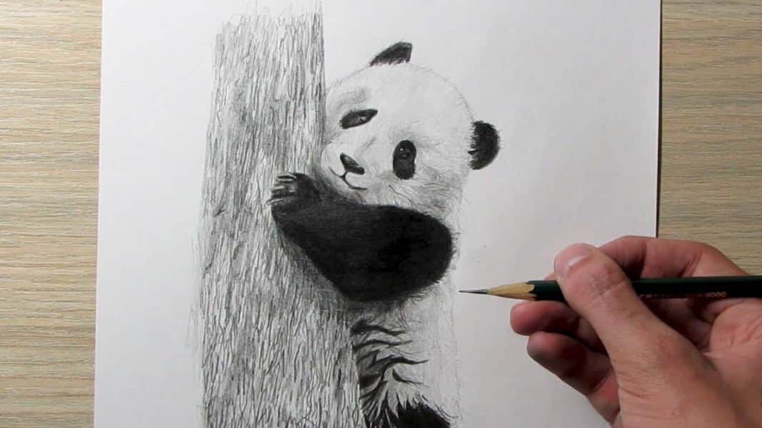 como dibujas un oso realista panda