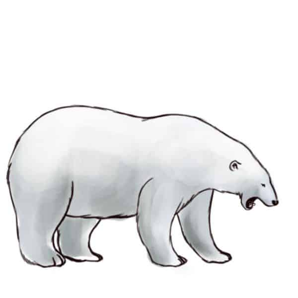 como dibujas un oso realista polar