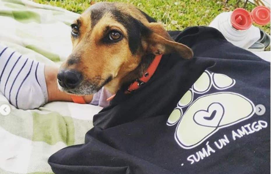 rescate de perros callejeros adopción