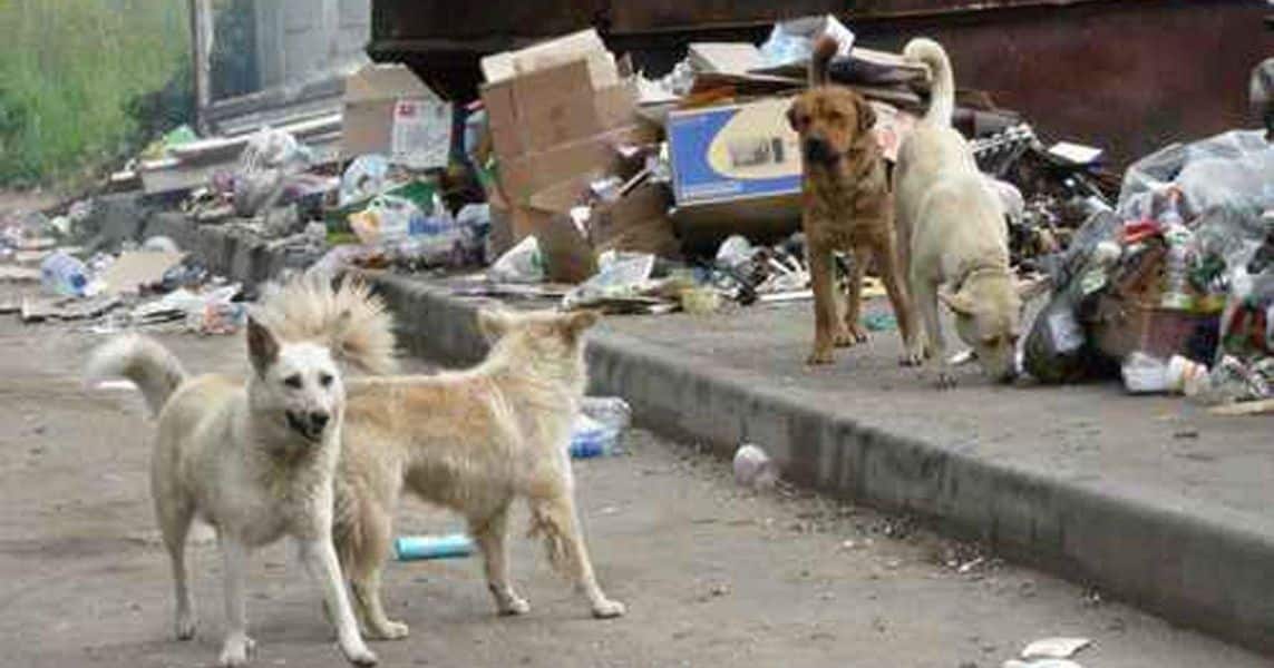rescate de perros callejeros preservación de la especie