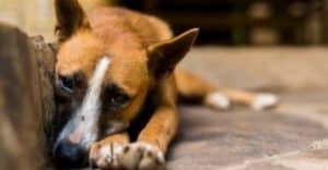 rescate de perros callejeros problema