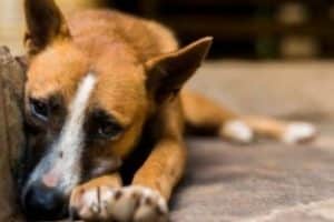 rescate de perros callejeros problema