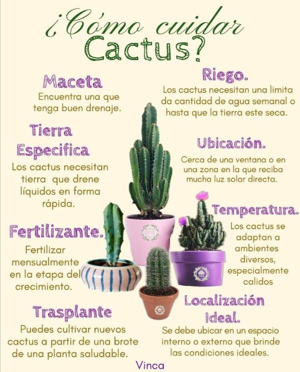como cuidar cactus y suculentas tips en modo poster