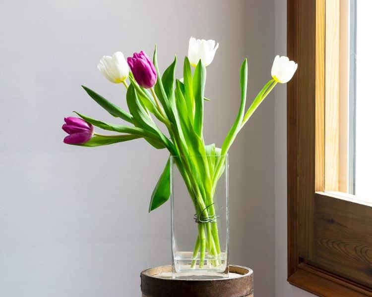 como se cuidan los tulipanes a dos tonos